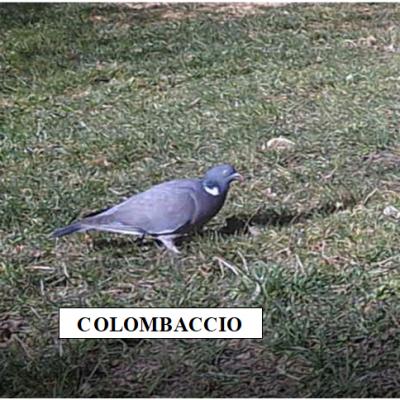 Colombaccio